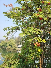 Sorbus aucuparia