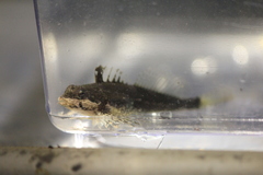 Clinocottus acuticeps