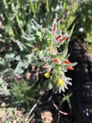 Camissoniopsis intermedia