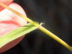 Urochloa arizonica