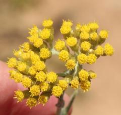 Helichrysum revolutum