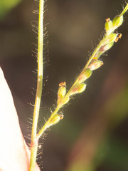 Urochloa arizonica