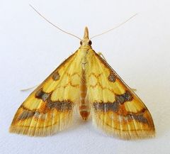 Choristostigma plumbosignalis