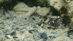 Parablennius tentacularis