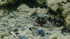 Parablennius tentacularis