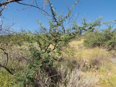 Mimosa aculeaticarpa biuncifera
