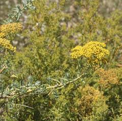 Helichrysum revolutum