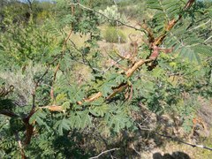 Mimosa aculeaticarpa biuncifera