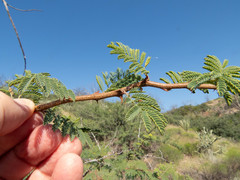 Mimosa aculeaticarpa biuncifera