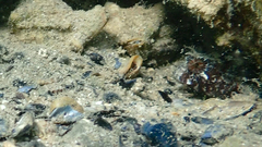 Parablennius tentacularis