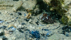 Parablennius tentacularis