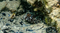 Parablennius tentacularis