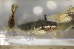 Clinocottus acuticeps