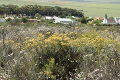 Helichrysum revolutum