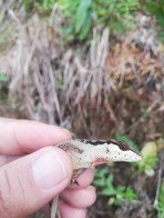 Anolis notopholis