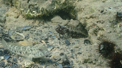 Parablennius tentacularis