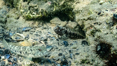 Parablennius tentacularis