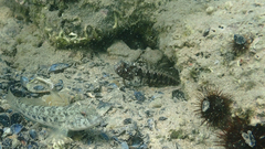 Parablennius tentacularis