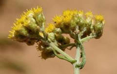 Helichrysum revolutum