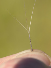 Aristida ternipes gentilis