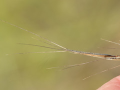 Aristida ternipes gentilis