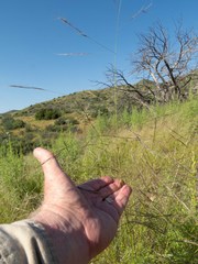 Aristida ternipes gentilis