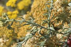 Helichrysum revolutum