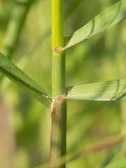 Aristida ternipes gentilis