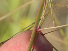 Aristida ternipes gentilis