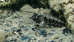 Parablennius tentacularis