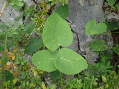 Laserpitium latifolium