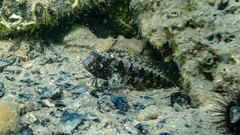 Parablennius tentacularis