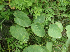 Laserpitium latifolium