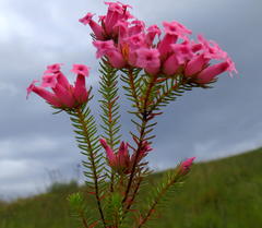 Erica daphniflora daphniflora