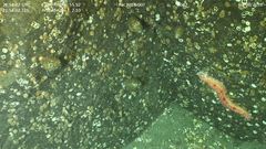 Apostichopus leukothele