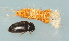 Attagenus unicolor