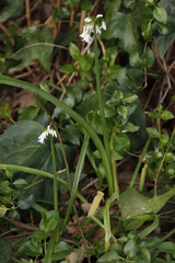 Allium triquetrum