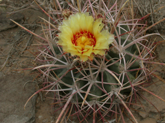 Homalocephala parryi