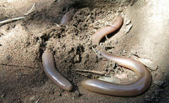 Afrotyphlops bibronii