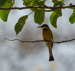 Merops lafresnayii
