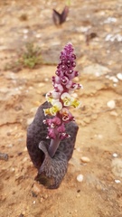 Lachenalia membranacea