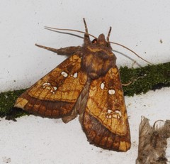 Papaipema harrisii