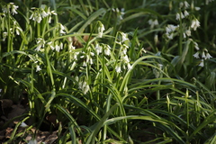 Allium triquetrum
