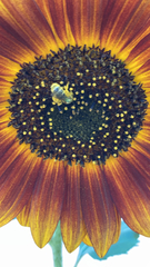 Agapostemon virescens