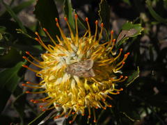 Leucospermum glabrum