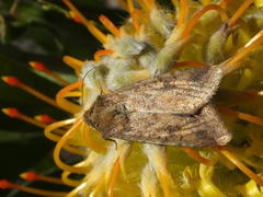 Leucospermum glabrum