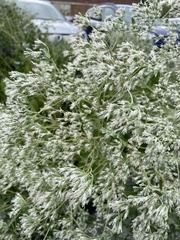 Eupatorium altissimum