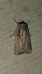 Dichagyris flammatra