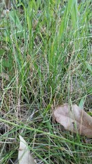 Eleocharis geniculata