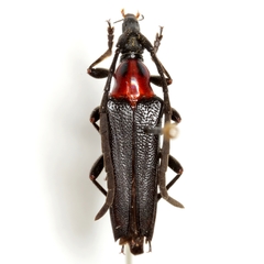 Cyphonotida rostrata texana